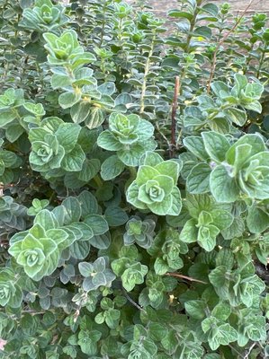 Origanum onites L.: leaf