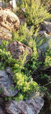 Origanum onites L.: leaf