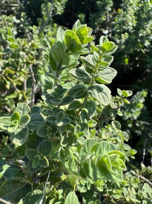 Origanum onites L.: leaf