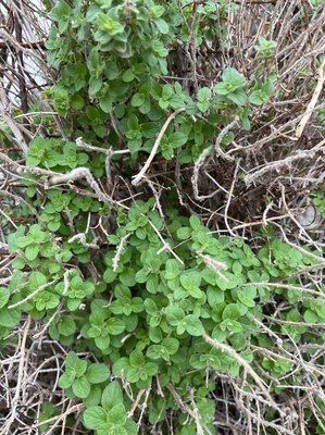 Origanum onites L.: leaf