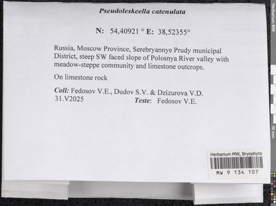 Pseudoleskeella catenulata (Brid. ex Schrad.) Kindb., Moscow University Herbarium