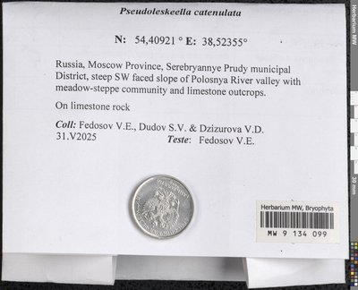 Pseudoleskeella catenulata (Brid. ex Schrad.) Kindb., Moscow University Herbarium