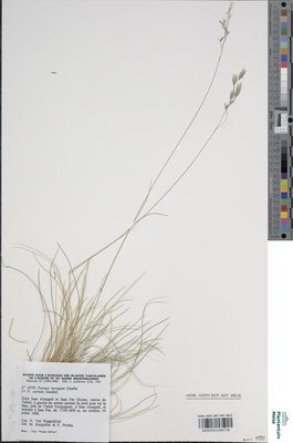 Festuca laevigata Gaudin