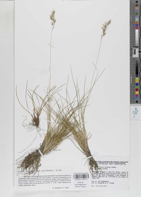 Festuca laevigata Gaudin