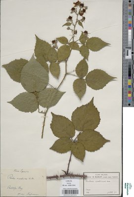 Rubus cimbricus Focke