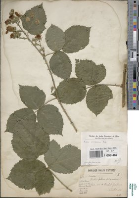 Rubus cimbricus Focke