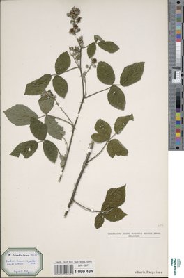 Rubus cimbricus Focke