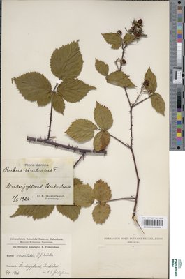 Rubus cimbricus Focke