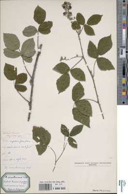 Rubus cimbricus Focke