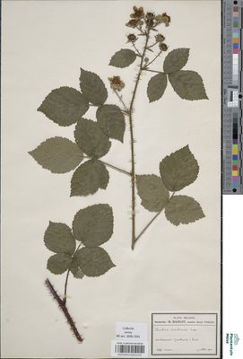Rubus cimbricus Focke
