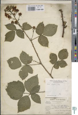 Rubus cimbricus Focke