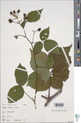 Rubus cimbricus Focke