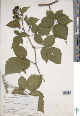 Rubus cimbricus Focke