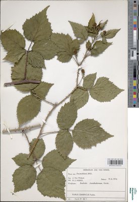 Rubus cimbricus Focke