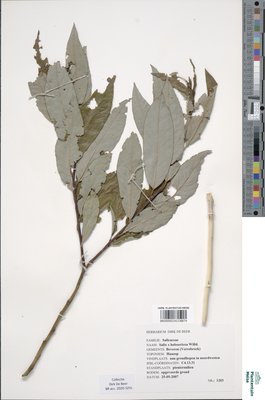 Salix x holosericea Willd.