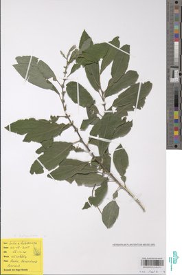 Salix holosericea Willd.