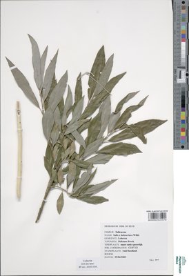 Salix x holosericea Willd.