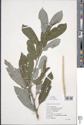 Salix x holosericea Willd.