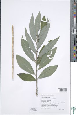Salix x holosericea Willd.