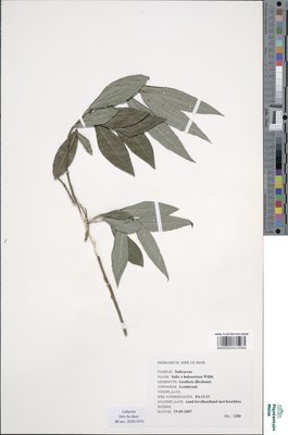 Salix x holosericea Willd.