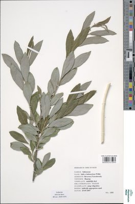 Salix x holosericea Willd.