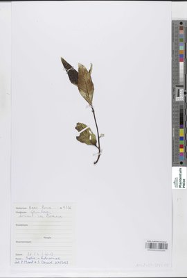 Salix x holosericea Willd.