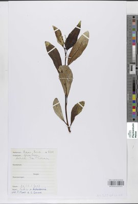 Salix x holosericea Willd.
