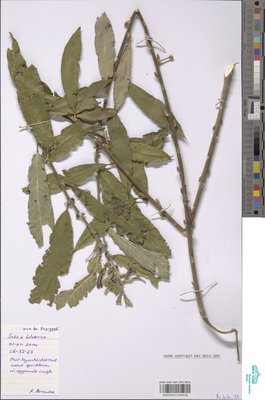 Salix holosericea Willd.