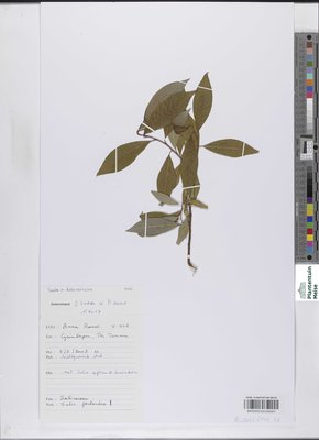 Salix x holosericea Willd.