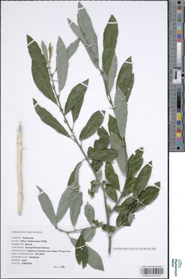 Salix x holosericea Willd.