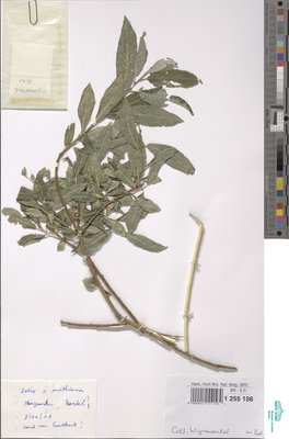 Salix holosericea Willd.