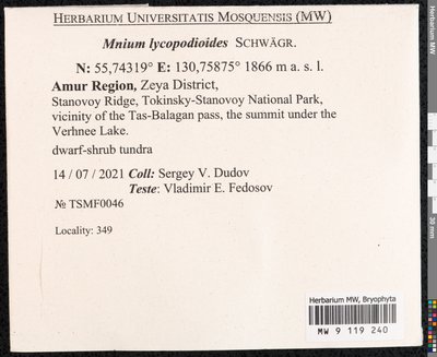 Mnium lycopodioides Schwägr., Moscow University Herbarium