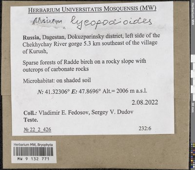 Mnium lycopodioides Schwägr., Moscow University Herbarium