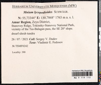 Mnium lycopodioides Schwägr., Moscow University Herbarium