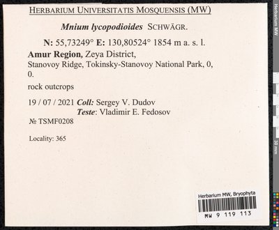 Mnium lycopodioides Schwägr., Moscow University Herbarium