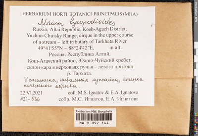 Mnium lycopodioides Schwägr., Moscow University Herbarium