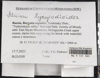 Mnium lycopodioides Schwägr., Moscow University Herbarium
