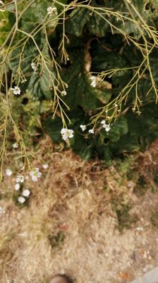 Crambe cordifolia Steven: flower