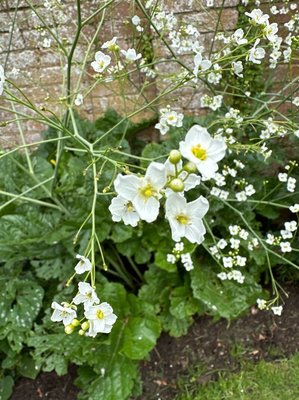Crambe cordifolia Steven: flower