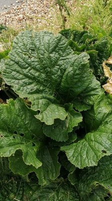 Crambe cordifolia Steven: leaf