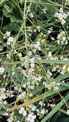 Crambe cordifolia Steven: flower