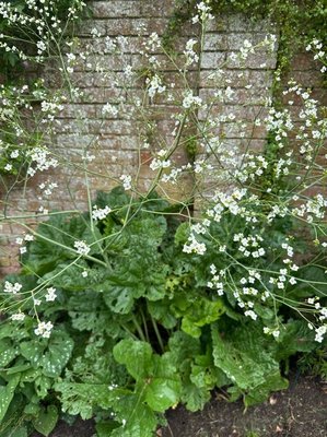 Crambe cordifolia Steven: leaf