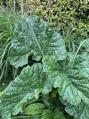 Crambe cordifolia Steven: leaf