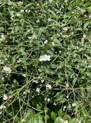 Crambe cordifolia Steven: flower