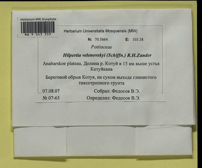 Hilpertia velenovskyi (Schiffn.) R.H. Zander, Moscow University Herbarium