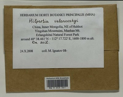 Hilpertia velenovskyi (Schiffn.) R.H. Zander, Moscow University Herbarium