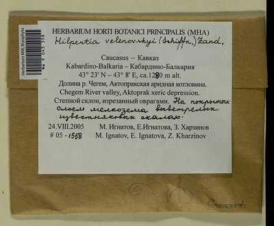 Hilpertia velenovskyi (Schiffn.) R.H. Zander, Moscow University Herbarium