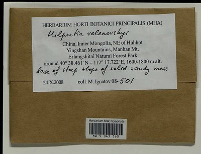 Hilpertia velenovskyi (Schiffn.) R.H. Zander, Moscow University Herbarium