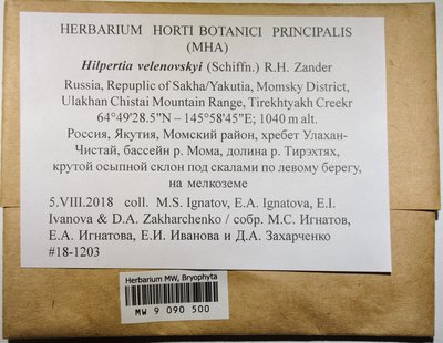 Hilpertia velenovskyi (Schiffn.) R.H. Zander, Moscow University Herbarium