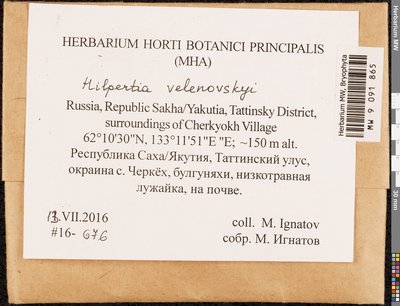 Hilpertia velenovskyi (Schiffn.) R.H. Zander, Moscow University Herbarium